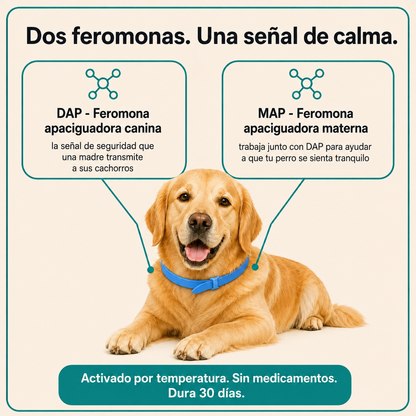 Collar calmante SendaCalma de doble feromona: alivio de la ansiedad sin medicamentos.